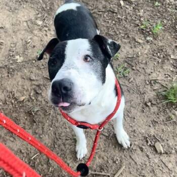 Rescue Mixed Breed and Pit Bull Terrier Dogs for Adoption in Chattanooga, Tennessee - George Ford | PetCurious