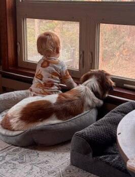 Great Pyrenees and Australian Cattle Dog Blue Heeler Dogs Available for Adoption in Winter Park, Colorado - Hazel | PetCurious