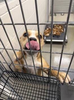 ZELDA -  American Bulldog and Mixed Breed Dog for Adoption in Omaha, Nebraska - ZELDA | PetCurious