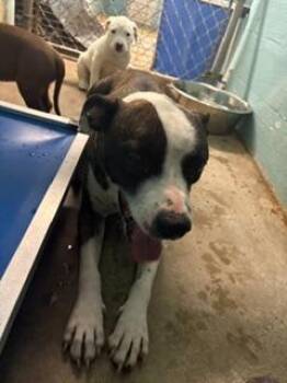 Maddie -  Mixed Breed Dog for Adoption in Lafayette, Tennessee - Maddie | PetCurious