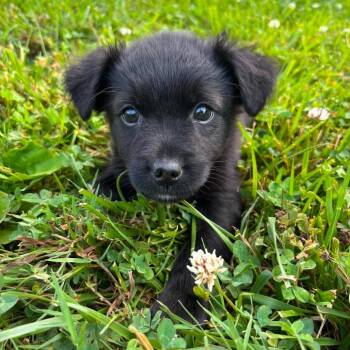 Ms Grizzly -  Chihuahua and Mixed Breed Dog for Adoption in Jarrettsville, Maryland - Ms Grizzly | PetCurious