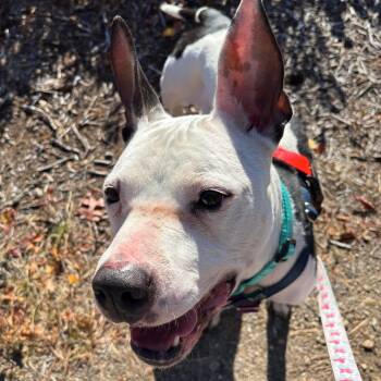 Rescue Mixed Breed Dogs for Adoption in Warwick, Rhode Island - Rosie | PetCurious