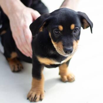 Nitro 22441 -  Basset Hound and Labrador Retriever Dog for Adoption in Cumming, Georgia - Nitro 22441 | PetCurious