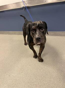 TWILIGHT -  Rottweiler and Mixed Breed Dog for Adoption in Doral, Florida - TWILIGHT | PetCurious