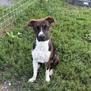 Daisy -  Feist and Mixed Breed Dog for Adoption in Fairfax Station, Virginia - Daisy | PetCurious