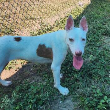 Liberty -  Terrier and Mixed Breed Dog for Adoption in Corpus Christi, Texas - Liberty | PetCurious