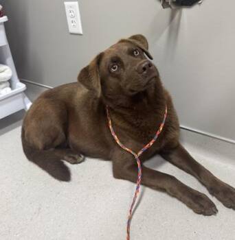 Laya -  Labrador Retriever and Mixed Breed Dog for Adoption in Missoula, Montana - Laya | PetCurious
