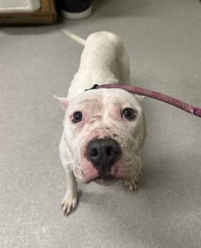 Pit Bull Terrier Dogs Available for Adoption - IVORY | PetCurious