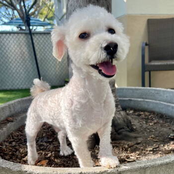 Rescue Poodle Dogs for Adoption in Oakland, California - Mel | PetCurious