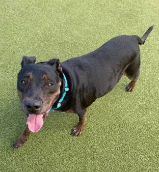 Miss Pretty -  Labrador Retriever and Rottweiler Dog for Adoption in Austin, Texas - Miss Pretty | PetCurious