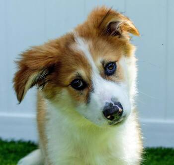 PUPPY PATTY PRO BONO -  Australian Shepherd and Great Pyrenees Dog Available for Adoption in Franklin, Tennessee - PUPPY PATTY PRO BONO | PetCurious