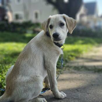 Holly -  Mixed Breed Dog for Adoption in Alma, Wisconsin - Holly | PetCurious