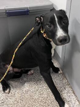 Buddy -  Labrador Retriever and Mixed Breed Dog for Adoption in Auburn, Indiana - Buddy | PetCurious