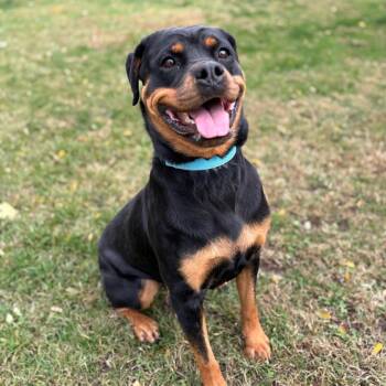 Rescue Mixed Breed Dogs for Adoption in Medford, Oregon - Indy | PetCurious