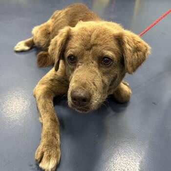 German Shepherd Dog and Husky Dogs Available for Adoption in Greensboro, North Carolina - Lizzy | PetCurious