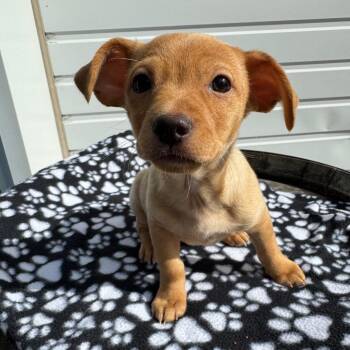 Chihuahua and Mixed Breed Dogs Available for Adoption in Newberg, Oregon - Manicotti Mani | PetCurious