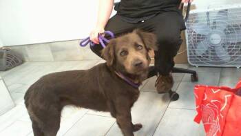 NADINE -  Mixed Breed Dog for Adoption in Charlotte, North Carolina - NADINE | PetCurious