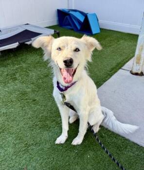 Lula -  Mixed Breed Dog for Adoption in Downers Grove, Illinois - Lula | PetCurious