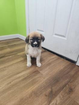 Siberian Husky and Labrador Retriever Dogs Available for Adoption - Vanilla Bean | PetCurious