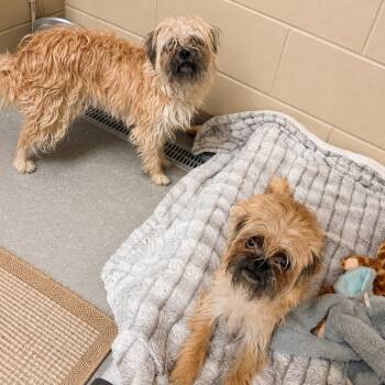 Chewy -  Shih Tzu and Mixed Breed Dog for Adoption in Newark, New Jersey - Chewy | PetCurious