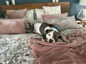 Pit Bull Terrier and American Staffordshire Terrier Dogs Available for Adoption in Friendswood, Texas - Levi The Big Softie | PetCurious