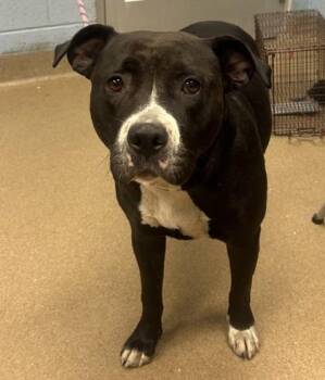 Papaya -  Mixed Breed Dog for Adoption in Chamblee, Georgia - Papaya | PetCurious