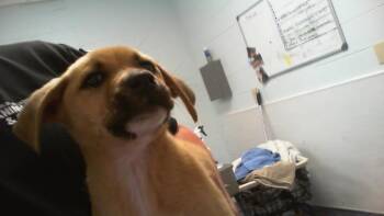 A1265603 -  Pit Bull Terrier Dog for Adoption in Charlotte, North Carolina - A1265603 | PetCurious