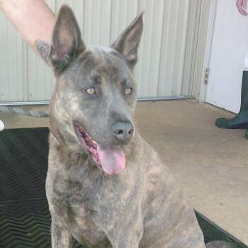 Cosmo -  Mixed Breed Dog for Adoption in Buffalo, Minnesota - Cosmo | PetCurious