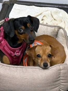 Chihuahua and Dachshund Dogs Available for Adoption in Bedford Hills, New York - Cherry | PetCurious