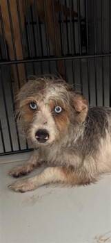 Norwich Terrier Dogs Available for Adoption in Houston, Texas - A655722 | PetCurious