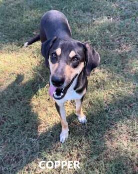 Copper -  Terrier and Black And Tan Coonhound Dog for Adoption in Washington, Georgia - Copper | PetCurious