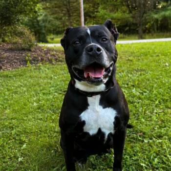 Turner -  Mixed Breed Dog for Adoption in Warren, Ohio - Turner | PetCurious