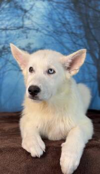 Shaggydog -  Siberian Husky and German Shepherd Dog Dog for Adoption in Avon, Connecticut - Shaggydog | PetCurious