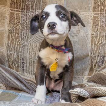 Australian Cattle Dog Blue Heeler and Mixed Breed Dogs Available for Adoption in St. Louis, Missouri - SATIN | PetCurious