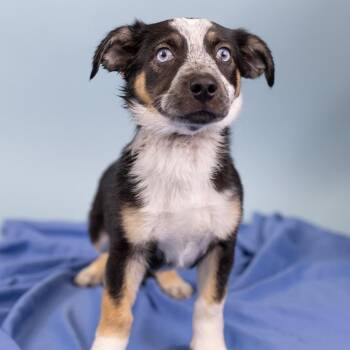 Mixed Breed Dogs Available for Adoption in Portland, Oregon - Orange | PetCurious