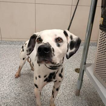 Marcha -  Dalmatian and Mixed Breed Dog for Adoption in Chicago, Illinois - Marcha | PetCurious