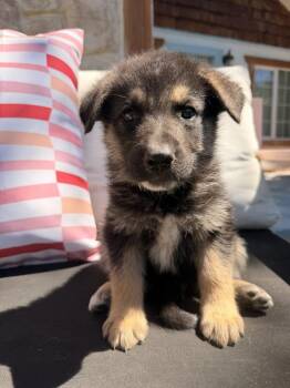 Conti -  German Shepherd Dog Dog for Adoption in Pleasant Hill, California - Conti | PetCurious