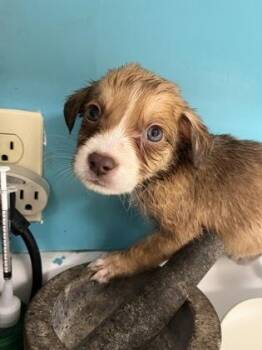 Labrador Retriever and Mixed Breed Dogs Available for Adoption - Maserati | PetCurious