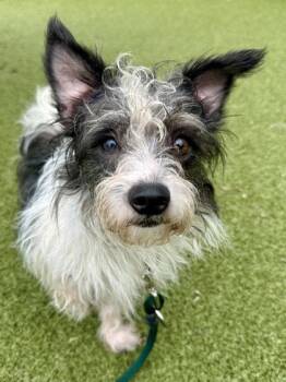 Pickles -  Mixed Breed Dog for Adoption in Wichita, Kansas - Pickles | PetCurious