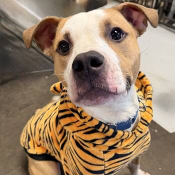 Rescue American Staffordshire Terrier Dogs for Adoption in Kansas City, Missouri - Guac | PetCurious