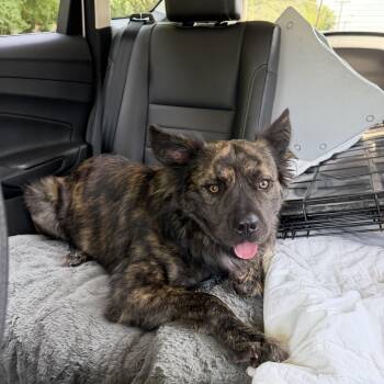 SAWYER -  Australian Shepherd and Chow Chow Dog for Adoption in Lexington, North Carolina - SAWYER | PetCurious