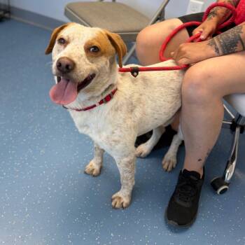 Houdini -  Border Collie and Australian Shepherd Dog Available for Adoption in Watertown, New York - Houdini | PetCurious