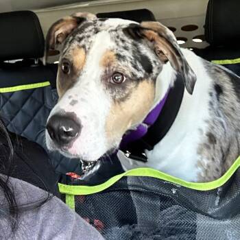 Australian Shepherd Dogs Available for Adoption in Uniontown, Pennsylvania - McCoy | PetCurious