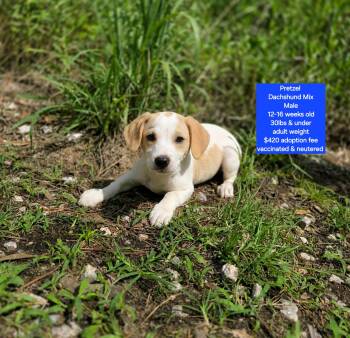 Pretzel -  Dachshund Dog Available for Adoption in Oviedo, Florida - Pretzel | PetCurious