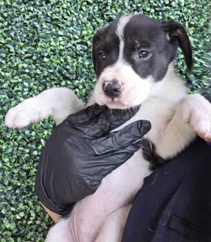 61552997 -  Mixed Breed Dog for Adoption in El Paso, Texas - 61552997 | PetCurious
