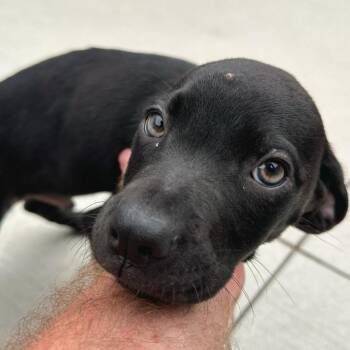 Franklin -  Labrador Retriever and Mixed Breed Dog for Adoption in Matteson, Illinois - Franklin | PetCurious