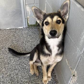 Shepherd Dogs Available for Adoption - Zoe | PetCurious