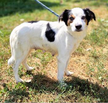 Bonnie -  Australian Shepherd Dog for Adoption in Honeoye Falls, New York - Bonnie | PetCurious