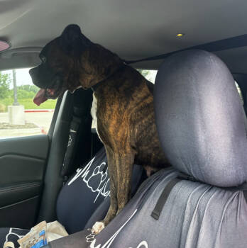 Rescue Boxer Dogs for Adoption in Park Row, Texas - BELINDA | PetCurious