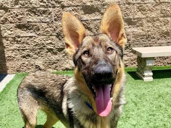 SAVE ME PLEASE MARTIN IDA551208 -  German Shepherd Dog Dog for Adoption in San Marcos, California - SAVE ME PLEASE MARTIN IDA551208 | PetCurious